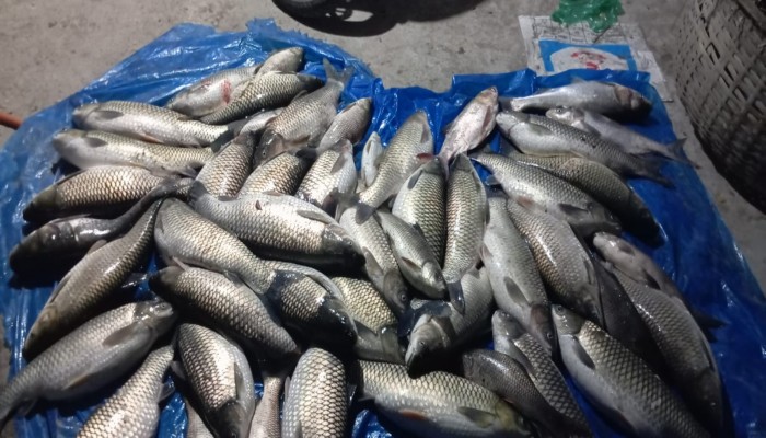 দাউদকান্দিতে বিদ্যুৎতের তার ছিড়ে শৈবাল প্রজেক্টের অর্ধকোটি টাকার মাছ মরে গেছে